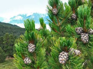 Österreicher Alpen mit Zirbenbäumen